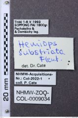 Etiketten zu Hemiops substriata (NHMW-ZOO-COL-0009034)